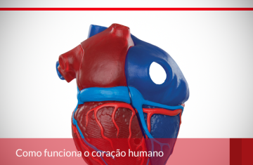 Como funciona o coração humano.